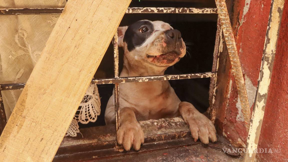 ¿Cómo reportar maltrato animal con las autoridades de manera anónima?