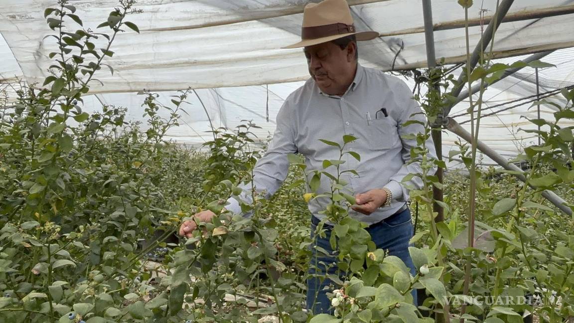 Para los productores de aguacate la pausa de aranceles de Trump, ‘será un periodo de tranquilidad’