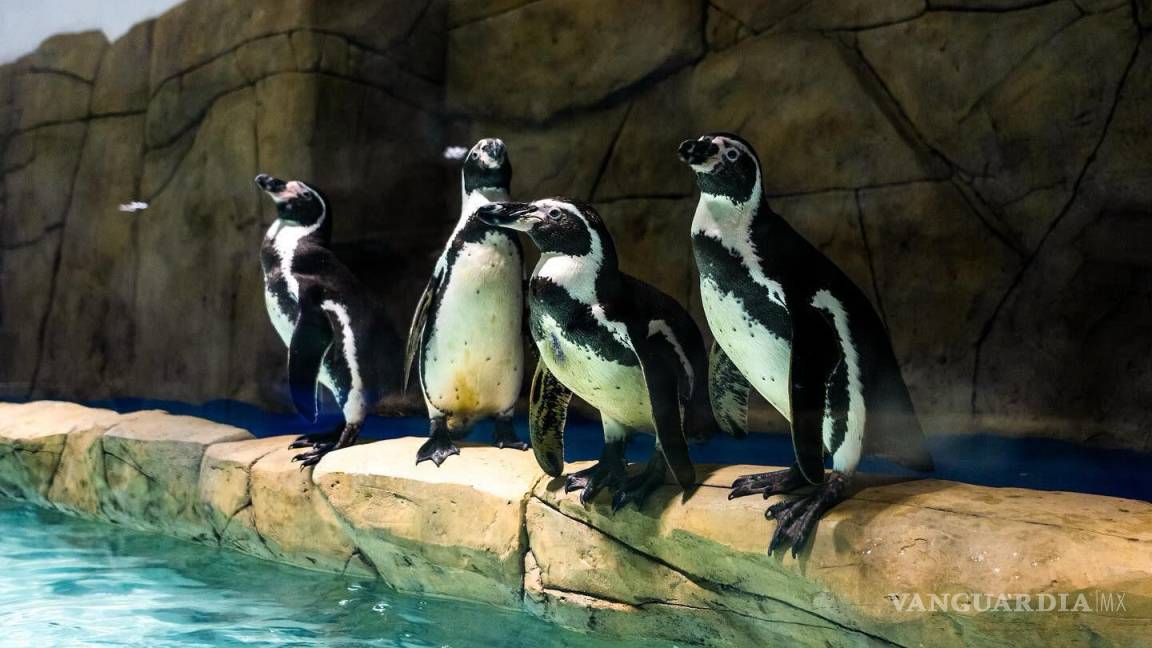 Sealand, el primer acuario interactivo de Monterrey, abre sus puertas este 9 de agosto