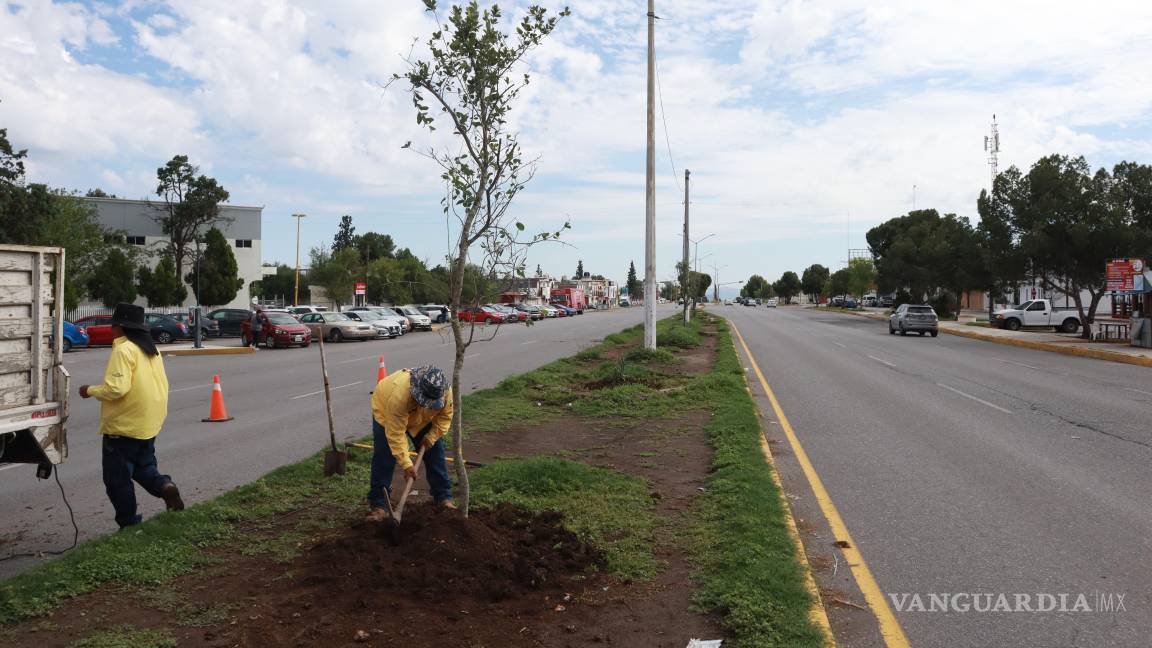 $!Personal de Medio Ambiente reforestó el bulevar Antonio Cárdenas con encinos y plantas de ornato para mejorar el entorno urbano.