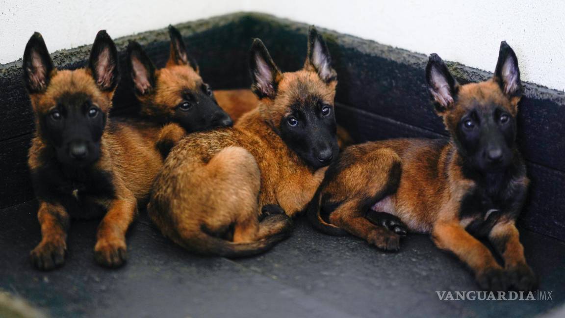 ¿Sabías que antes de ser rescatistas o rastreadores de drogas, los cachorros del ejército mexicano asisten al kínder?