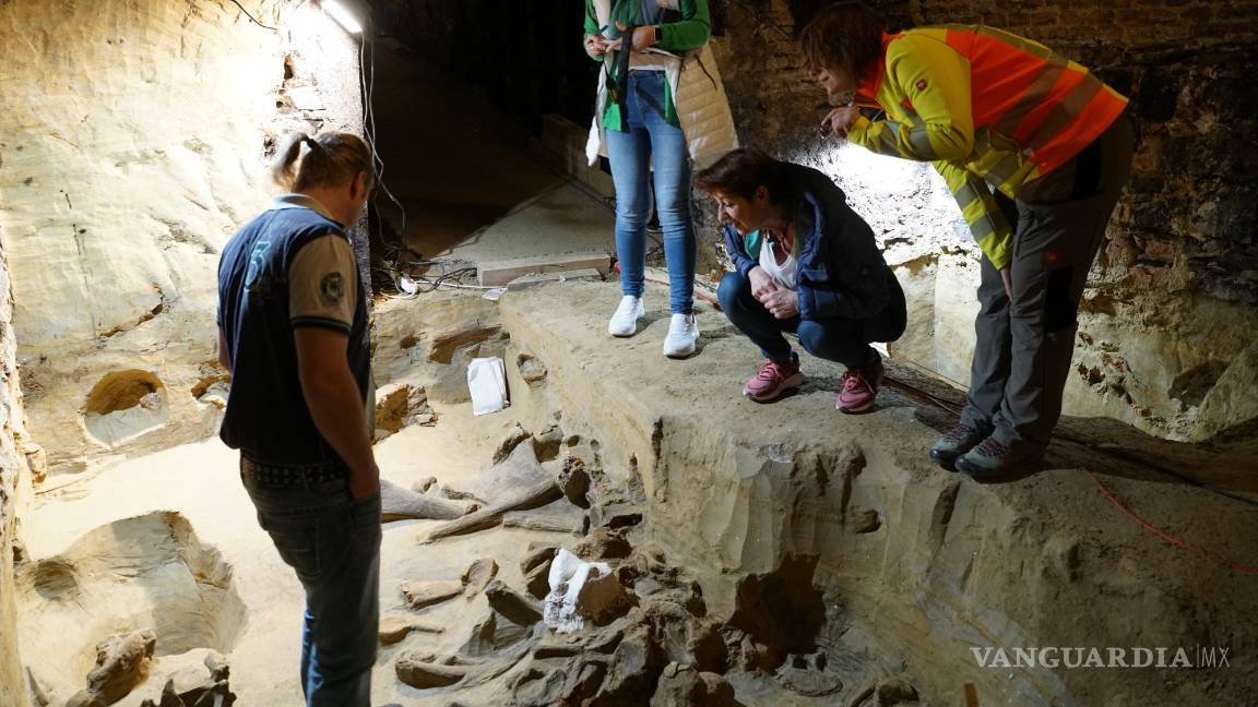 $!¿Fósiles entre el vino? Hallan en una bodega restos de un mamut ancestral