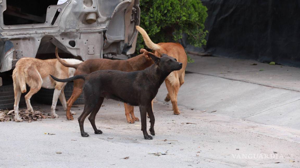 Analiza Cabildo de Saltillo iniciativas para combatir el abandono de mascotas