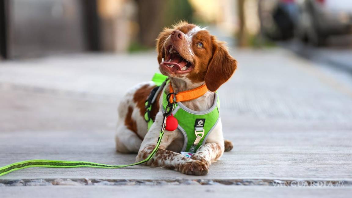 $!Aguas de Saltillo adopta tecnologías de vanguardia como la detección canina, fortaleciendo su compromiso con la preservación del medio ambiente y el uso responsable del agua.