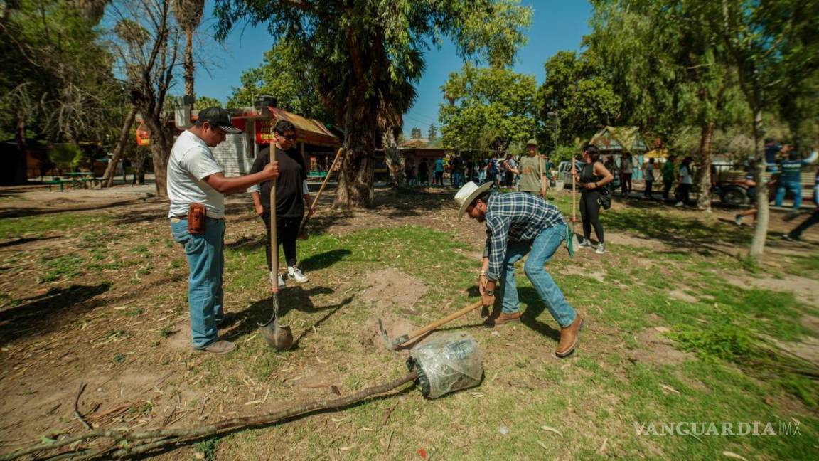 Reforestan 2 mil 500 árboles en espacios clave de Torreón, informa Medio Ambiente