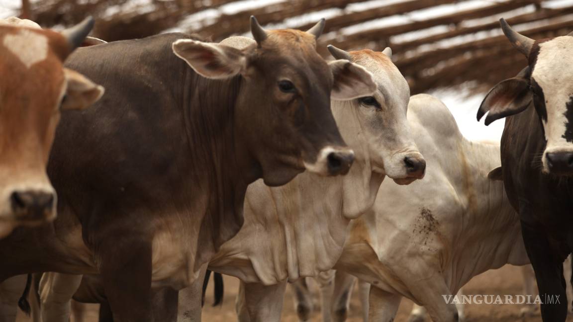 Sader y Senasica enfrentan cierre de frontera por caso de gusano barrenador