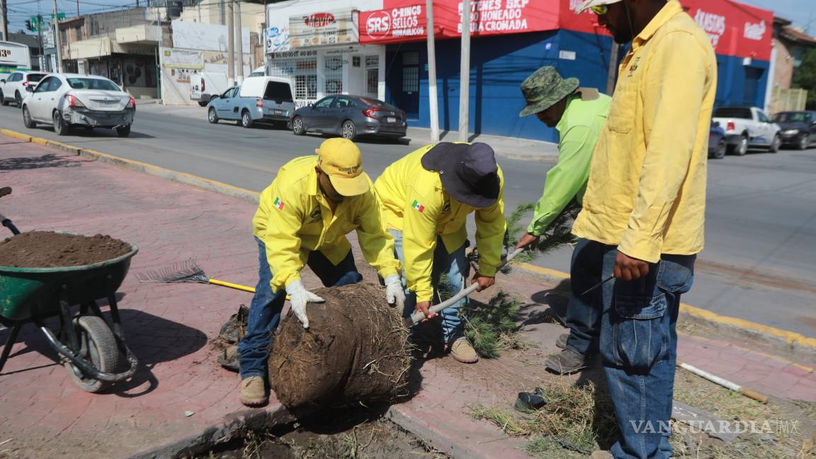 $!Personal del programa “Aquí andamos” plantó 43 árboles de Pino Eldarica en el camellón central del bulevar Isidro López Zertuche, mejorando el paisaje urbano y contribuyendo al cuidado del medio ambiente.