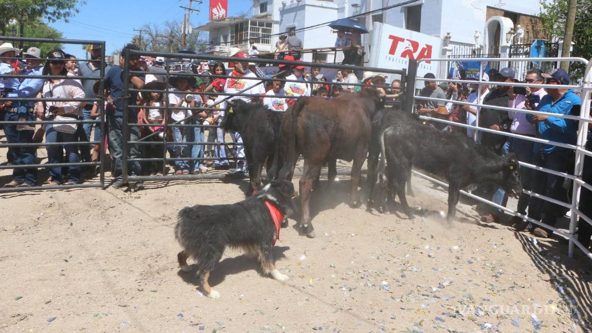 $!El Running Las Vacas se consolida como uno de los principales motores de derrama económica en la región.