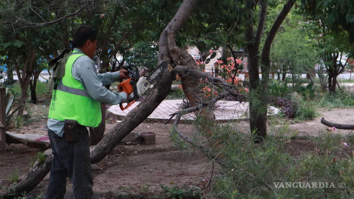 $!En Satélite Sur, brigadas municipales dieron mantenimiento al arbolado de áreas verdes entre las calles Mariano Azuela y Lizardi.
