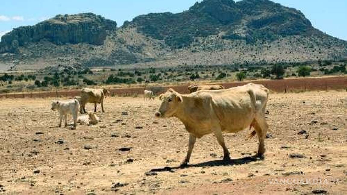 Grave sequía en Zacatecas pone en riesgo cultivos y ganado