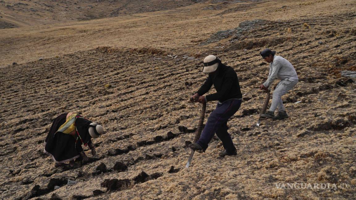 $!Residentes cosechan papas en la comunidad de Cconchaccota en la región Apurímac de Perú.