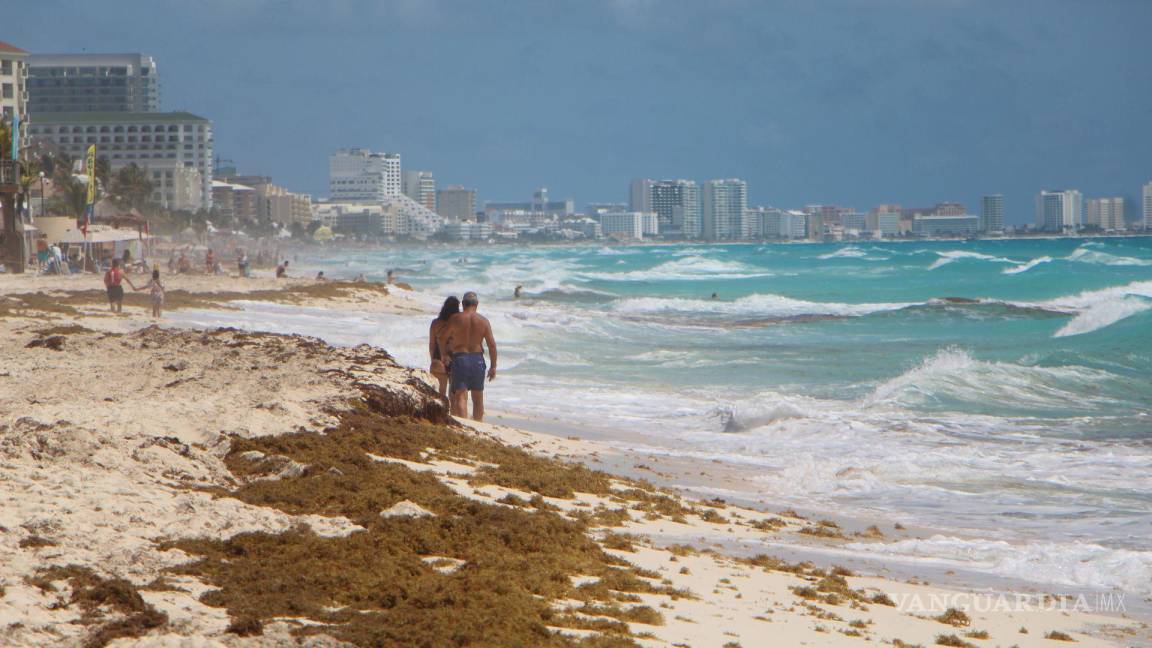 ¿El terror de los turistas? Llega sargazo a playas de Quintana Roo previo a Semana Santa