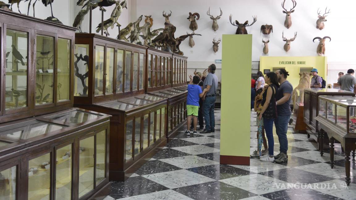 $!Una colección de animales disecados, incluyendo un oso grizzly y un león, exhibidos en el Museo de Historia Natural del Ateneo Fuente.