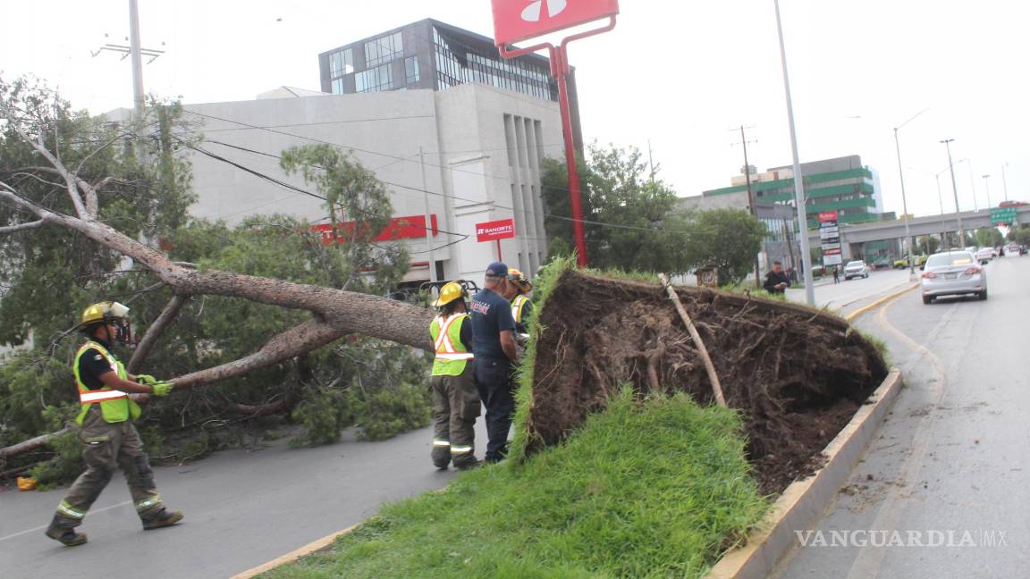 $!El bulevar Venustiano Carranza se vio afectado, ante la caída de árboles que obstruyeron el tránsito.