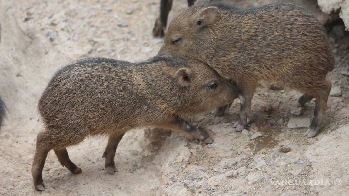 $!Ejemplares de Pecarí, especia protegida que habita dentro del Museo.