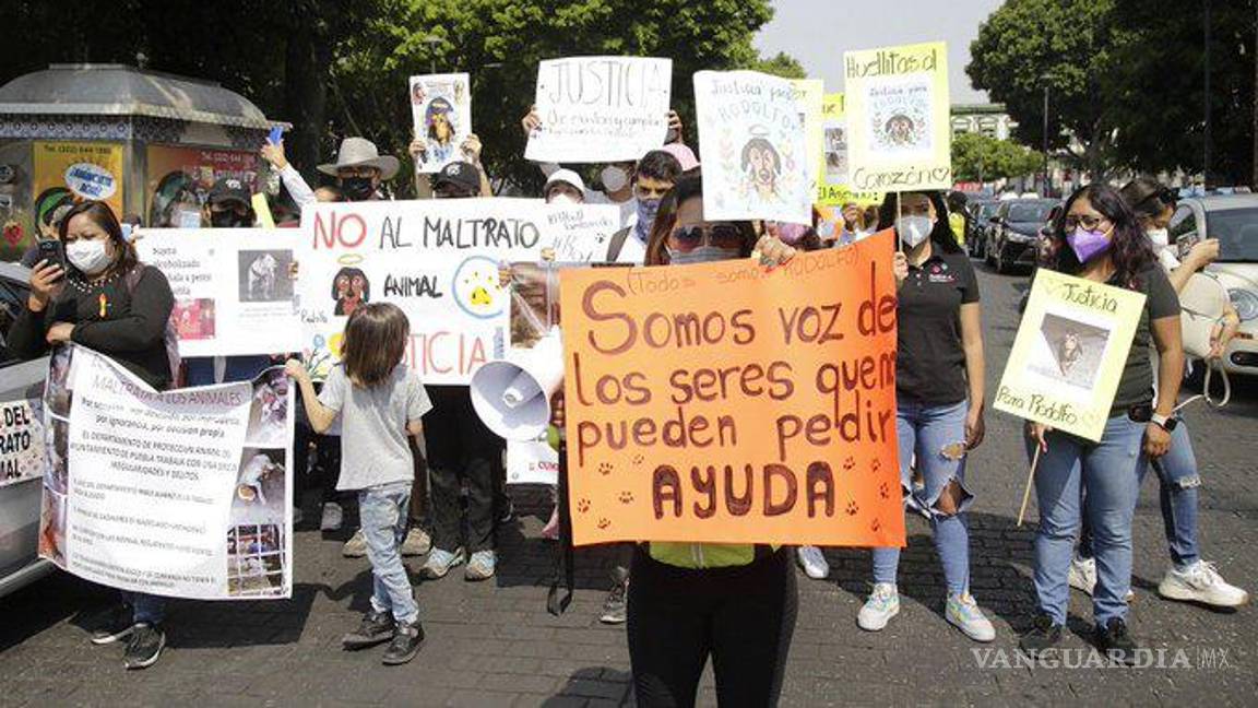 $!Recordaron que desde el 2016 se han presentado tres iniciativas para crear la primera Ley General de Bienestar Animal en el país