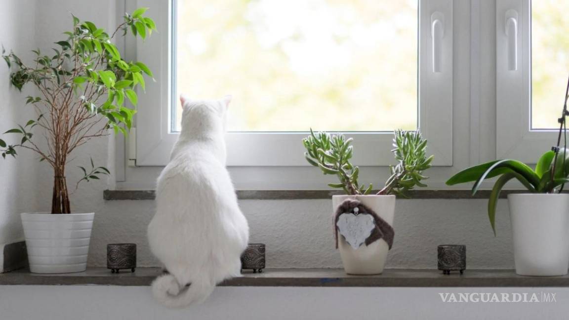 $!Gatos y plantas pueden convivir con las medidas necesarias.