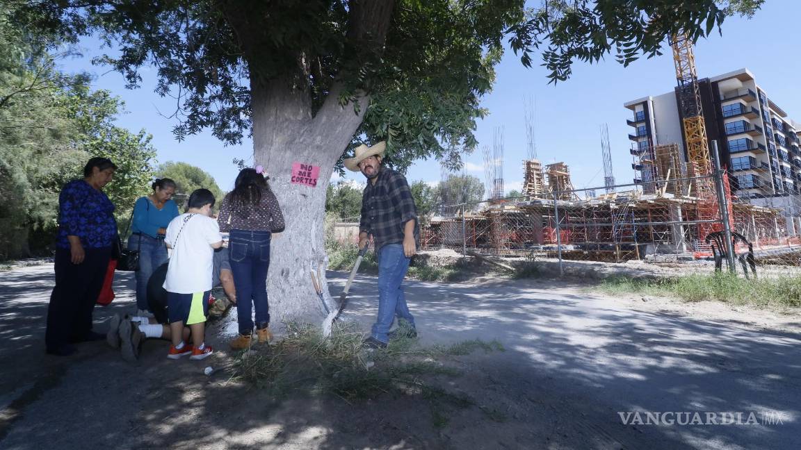 $!Los ambientalistas y colonos demandan al Municipio proteger y conservar el árbol.