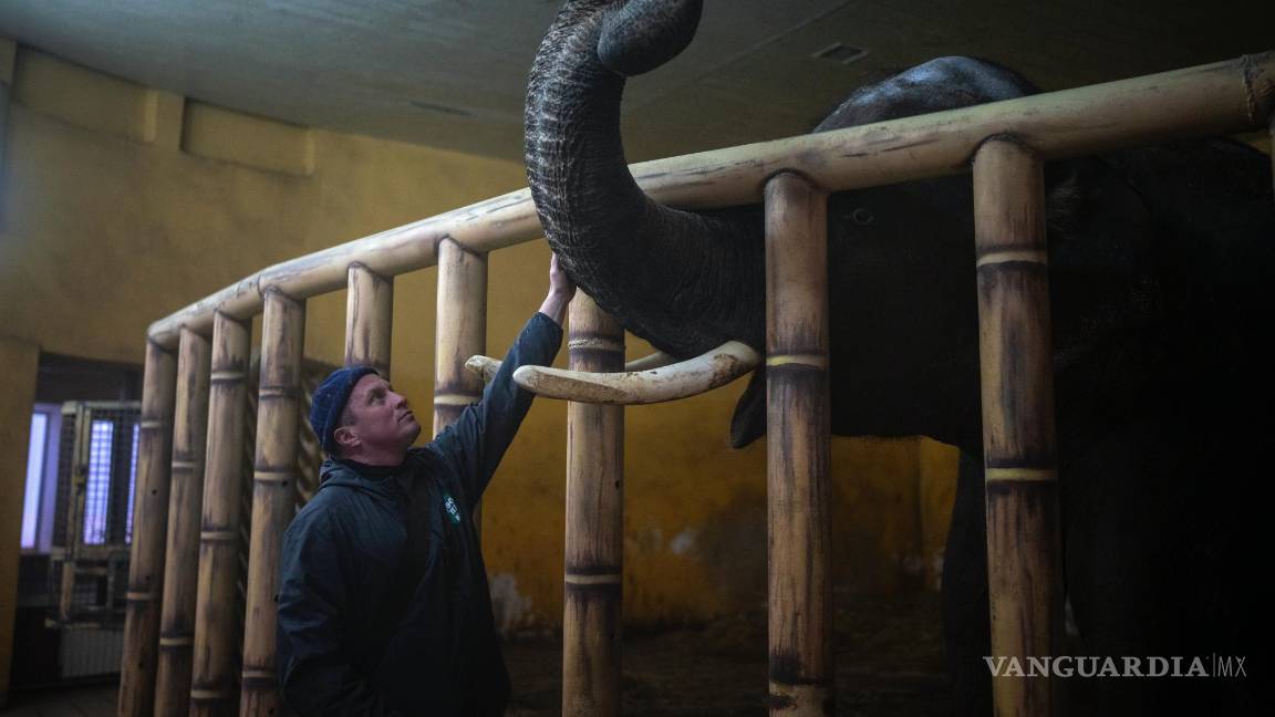 $!El cuidador Kirilo Trantin calma a un elefante en el zoo de Kiev, en Kiev, Ucrania, el 1 de marzo de 2022.