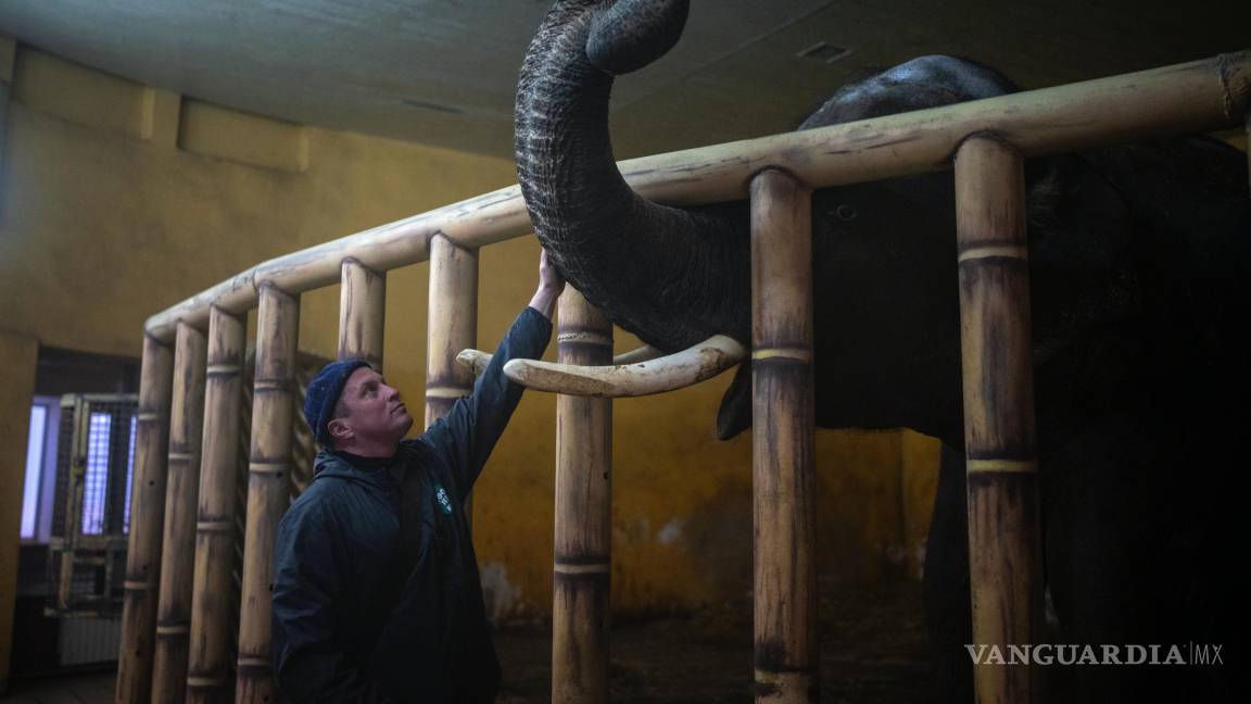 $!El cuidador Kirilo Trantin calma a un elefante en el zoo de Kiev, en Kiev, Ucrania, el 1 de marzo de 2022.