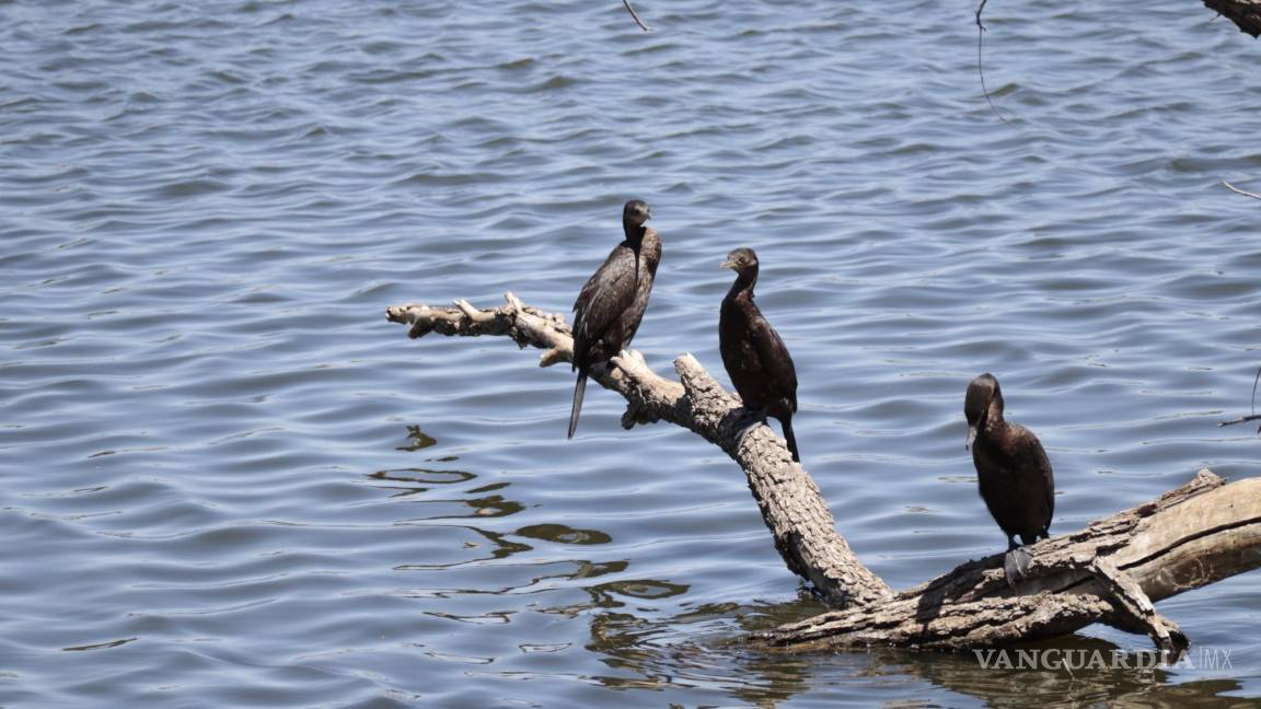 Embellece lago llegadade aves migratorias