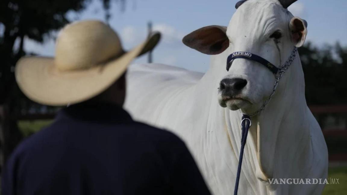 Conoce a Viatina-19 FIV Mara Movéis, valorada en 4 millones de dólares, es la vaca más cara jamás vendida en una subasta