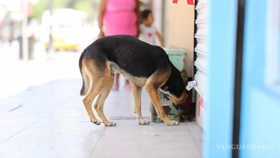 Saltillo: Por intenso calor, perros pueden caer en shock