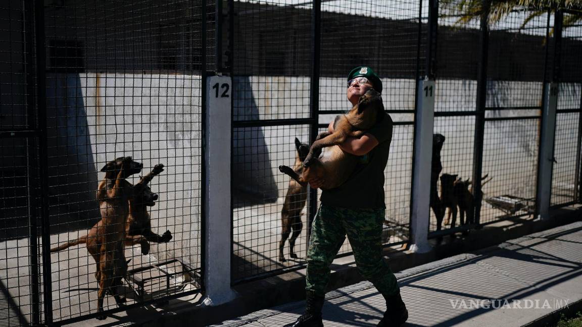 $!Un soldado veterinario lleva un cachorro de pastor belga malinois de vuelta a su chenil tras una sesión de entrenamiento para convertirse en perro del ejército.