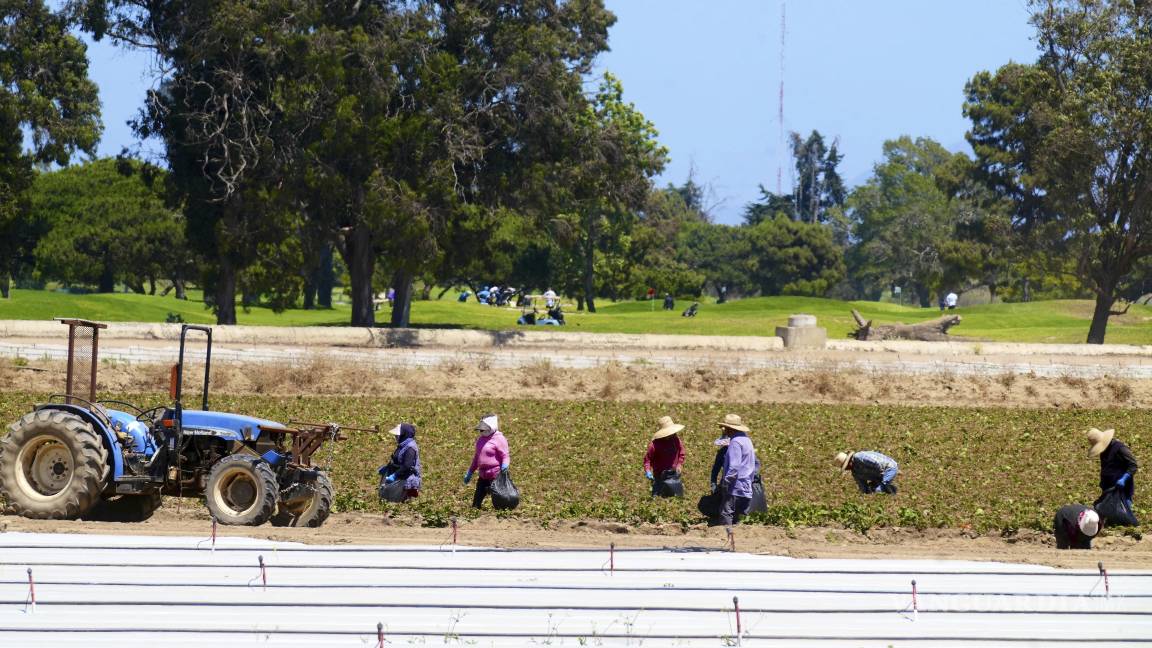 $!Los rumores sobre redadas tienen efectos reales, provocando que muchos trabajadores eviten presentarse a trabajar incluso sin confirmación de operativos migratorios | Foto: AP