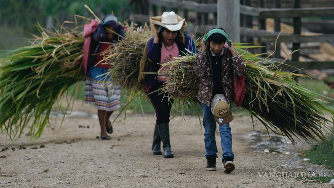 $!Una familia carga haces de hierba recién cortada en Plan de Ayala, un pueblo tojolabal en la localidad de Las Margaritas del estado de Chiapas, México.