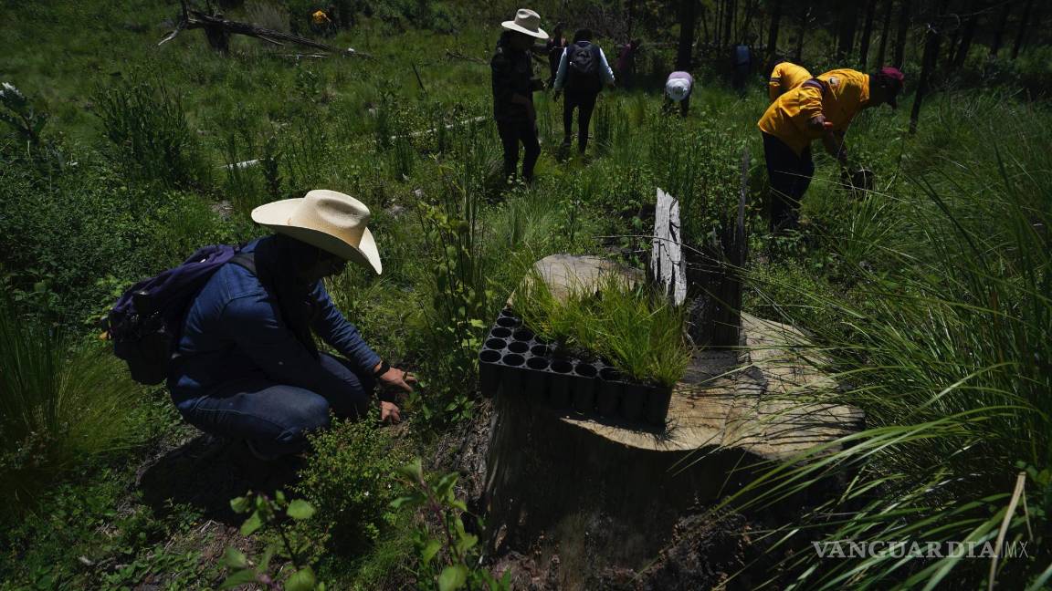 $!Agricultores locales plantan pinos en un área donde los árboles han sido talados ilegalmente en el pueblo de San Miguel Topilejo, al sur de la Ciudad de México.