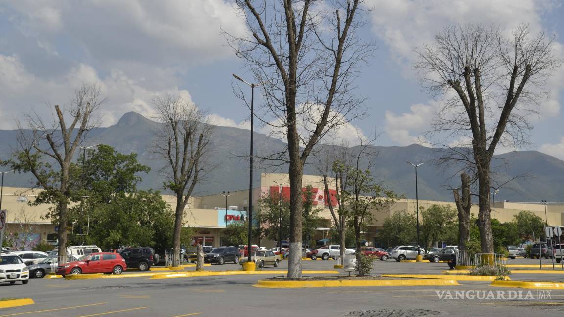 $!Se queda plaza comercial de Saltillo sin sus característicos nogales