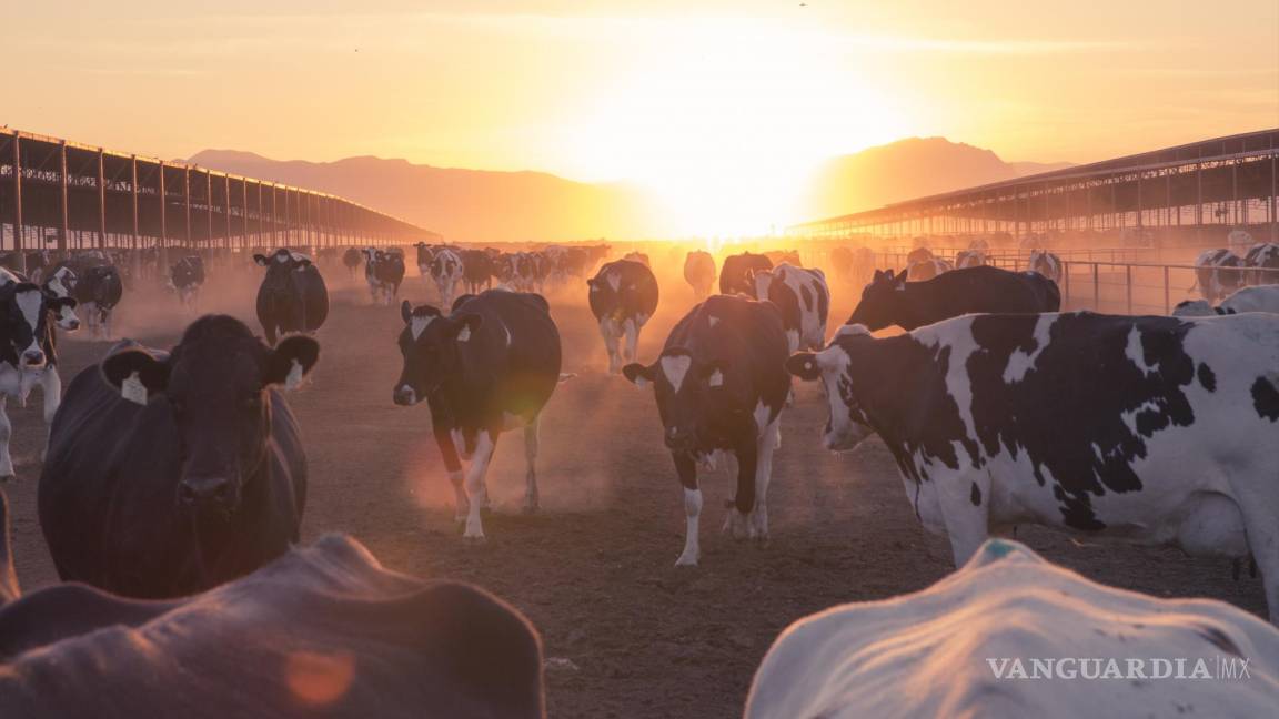 Día Mundial de la Leche: Un alimento fuente de nutrición y salud