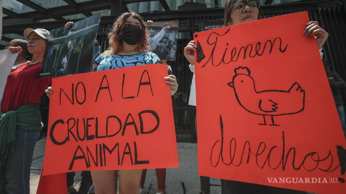 Activistas piden destitución de Adolfo Gómez, el senador de Morena que ‘sacrificó’ una gallina