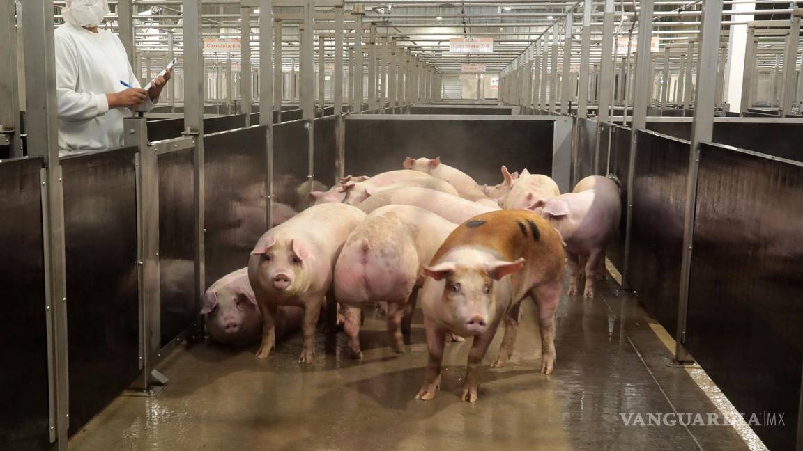 $!La propia empresa porcina revela que utiliza 3 millones 536 mil 481 metros cúbicos de agua para producir en promedio un millón 674 mil cerdos al año