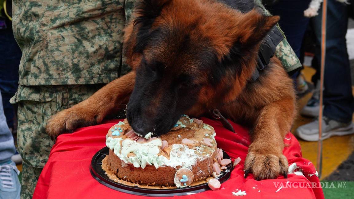 ¡Felicidades, Arkadas! Festejan primer año del perro rescatista donado por Turquía