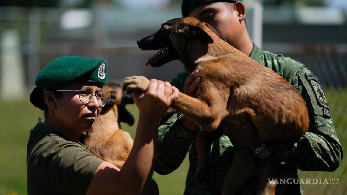 $!Una veterinaria inspecciona la pata de un cachorro de pastor belga malinois tras una sesión de entrenamiento para convertirse en perro de rescate o rastreo.