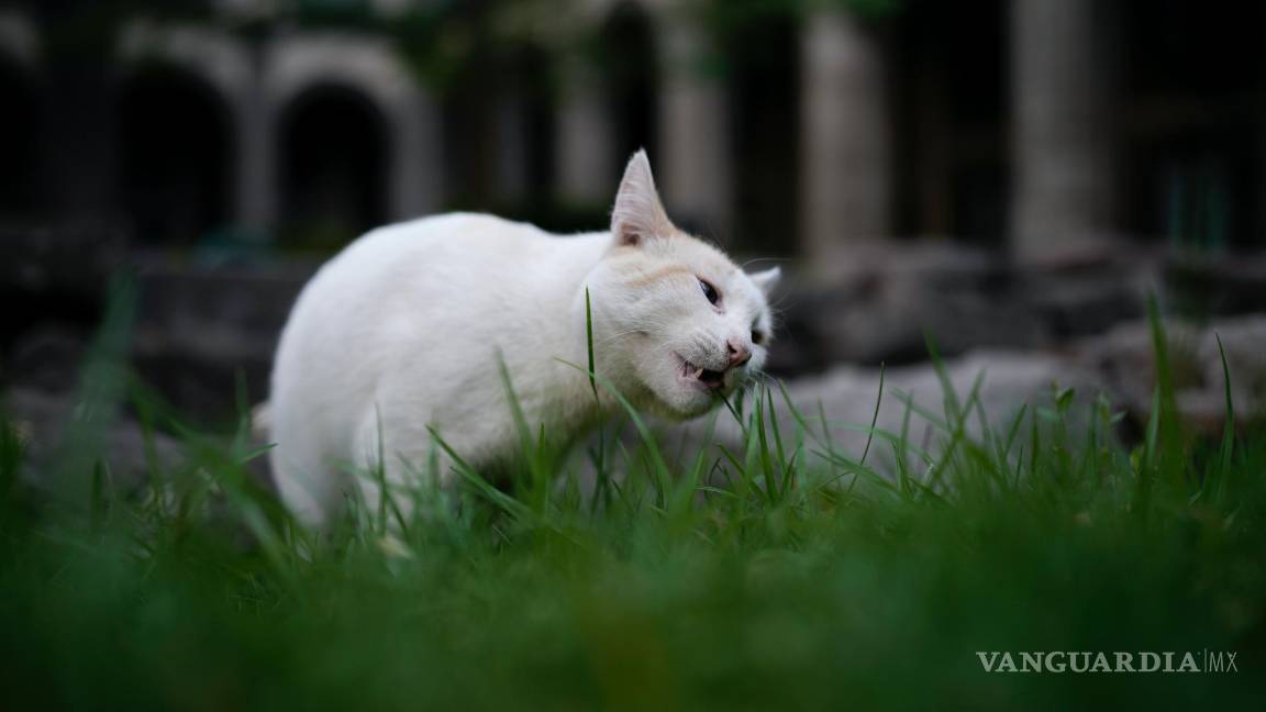 $!Coco mordisquea una brizna de hierba en un jardín del Palacio Nacional en Ciudad de México.
