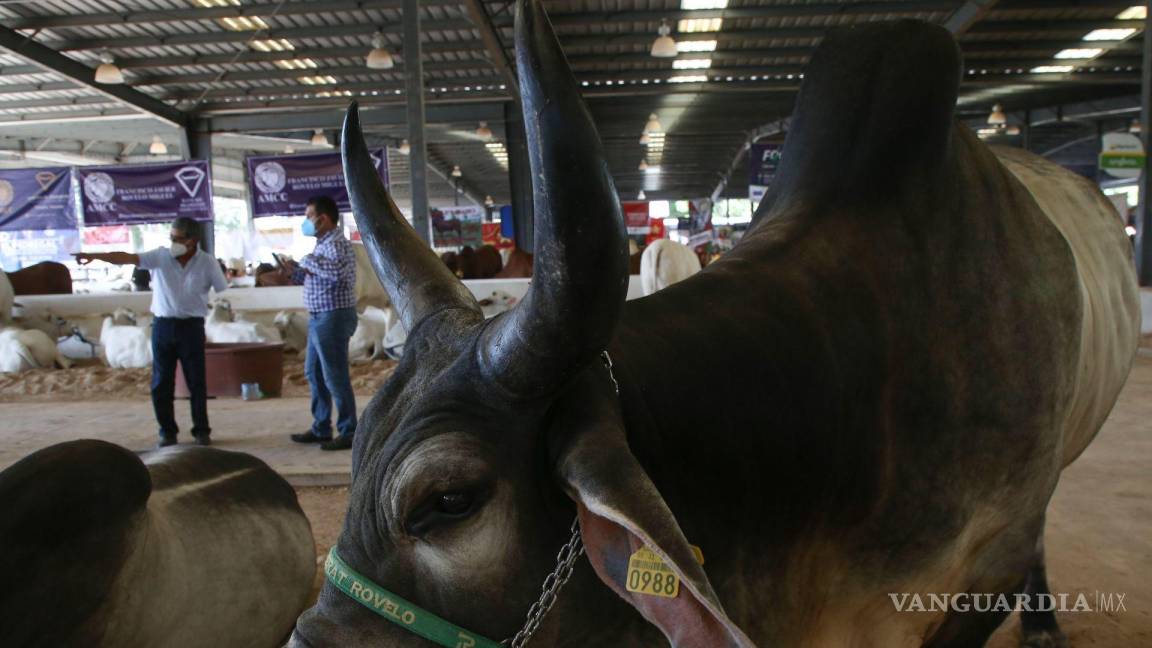 EU cierra importación de ganado mexicano, tras detectar gusano barrenador en un animal procedente de Guatemala