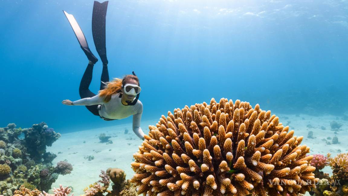 ¿Los protectores solares ‘seguros para los arrecifes’ en verdad lo son?