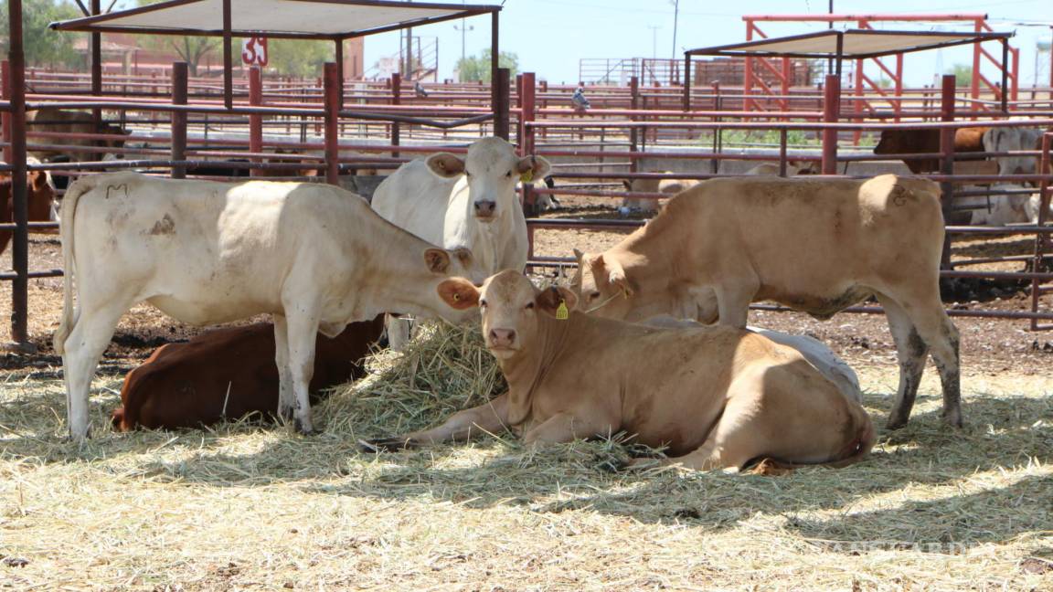 Luego de 13 años de trabajo, Coahuila espera elevar el estatus sanitario para exportar ganado a EU