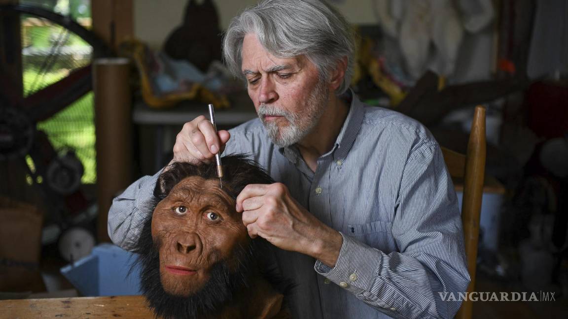 $!El paleoartista John Gurche inserta mechones individuales de cabello en un modelo masculino de Paranthropus robustus en su estudio en Trumansburg.