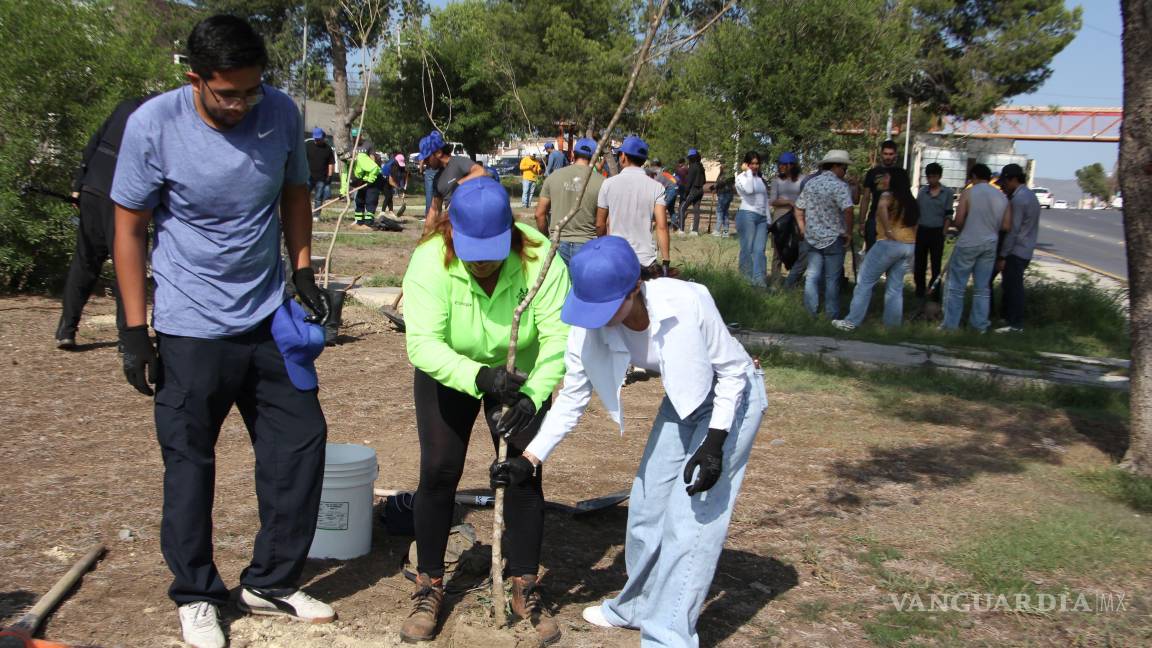 $!Las labores se realizan en temporada de lluvias para aumentar las probabilidades de supervivencia de los árboles plantados.