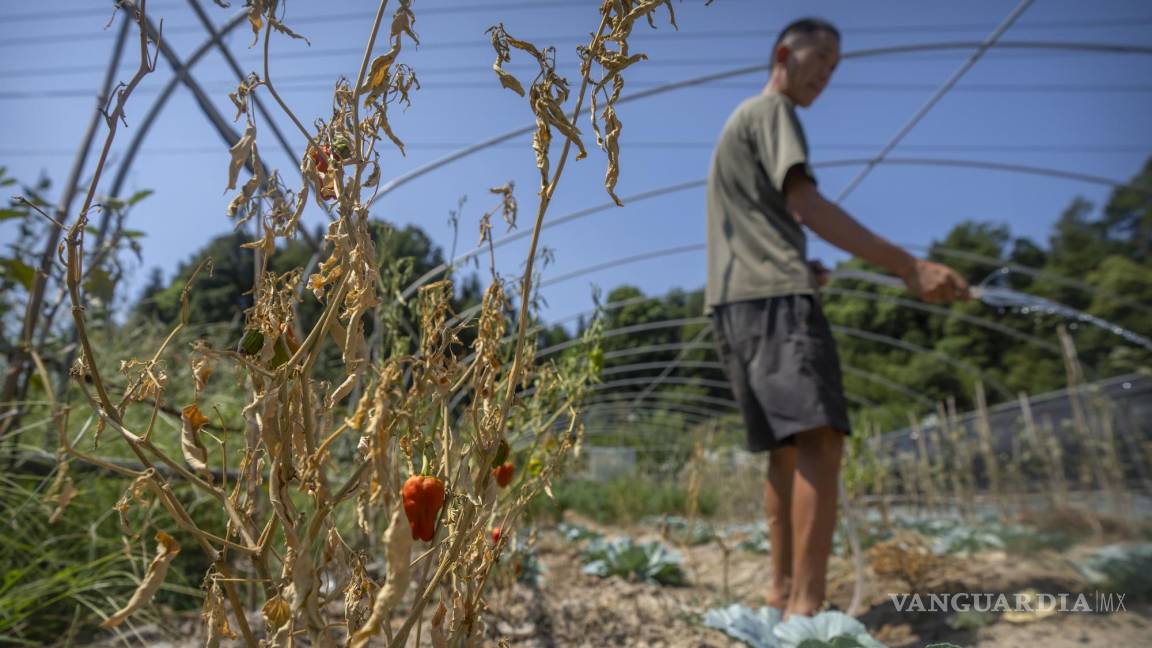 Se arruinan cultivos en China por calor y sequía