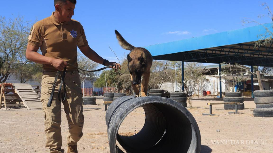 ¿Sabías que Torreón tiene un escuadrón de perros policía? Te los presentamos