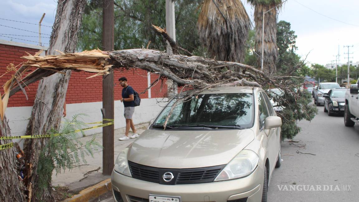 $!Algunos vehículos resultaron con daños tras la caída de árboles.
