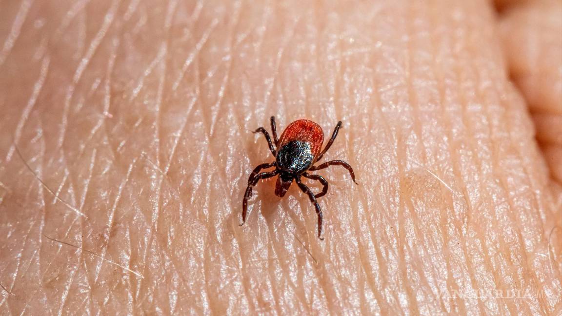 $!Estos parásitos no los mata ni el invierno: descubre cómo combatirlos