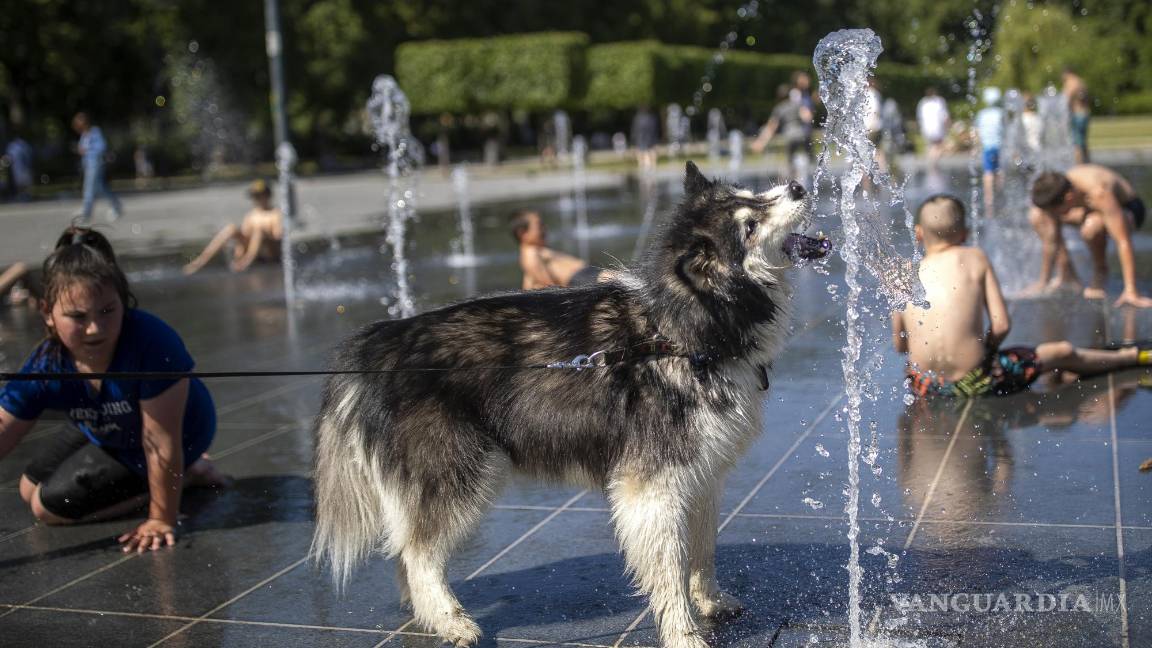 $!Un perro se refresca en una fuente pública en Vilnius, Lituania.