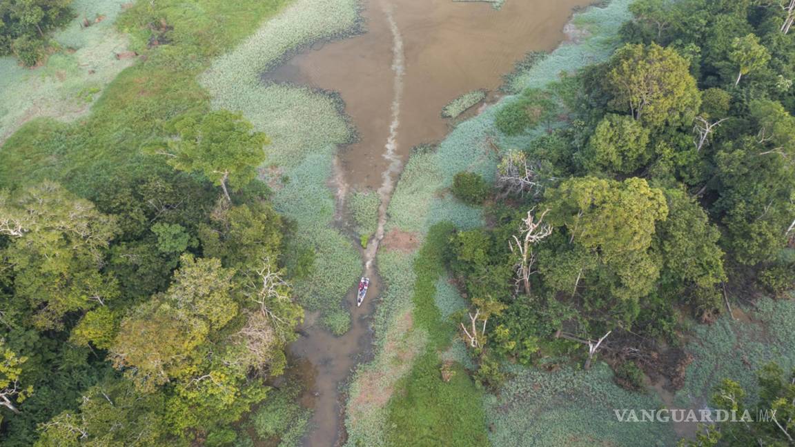 Mitad de la Amazonía en riesgo de desaparecer en 2050 y alterar el clima de toda la Tierra