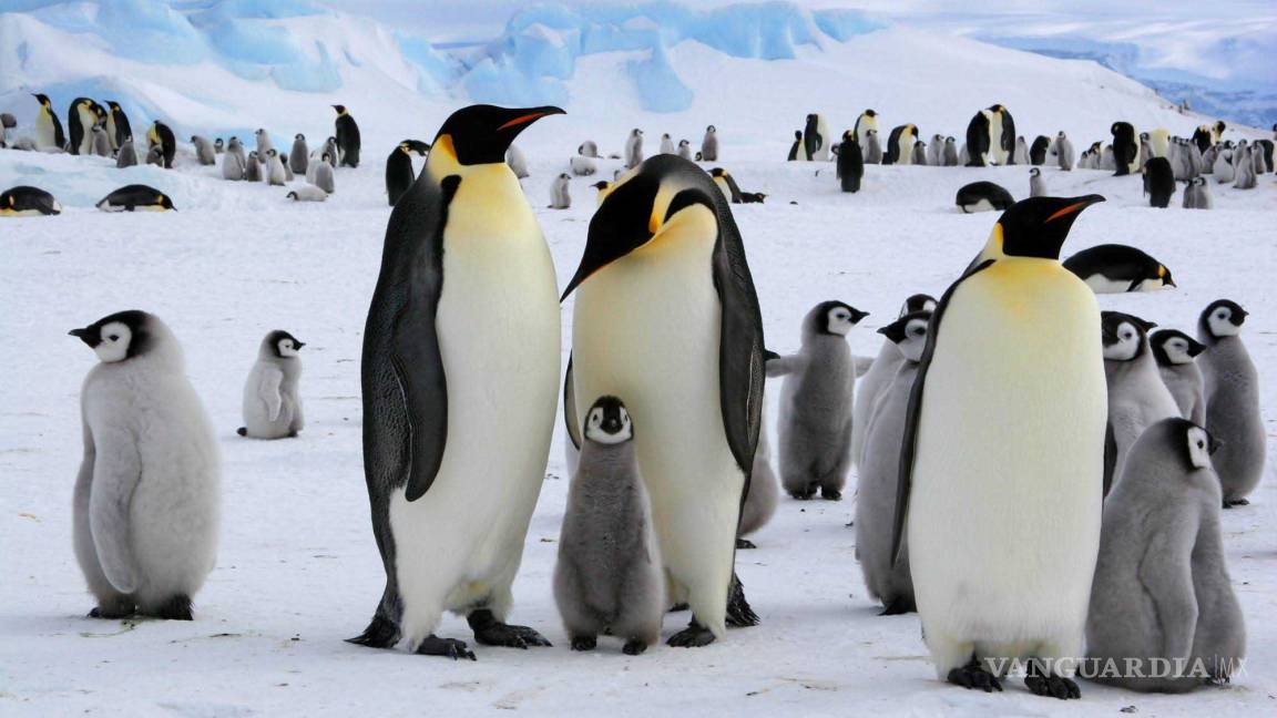 Desaparecerán pingüinos para finales de este siglo